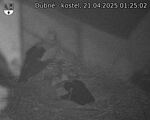 Capi_Dubne_20250421_012502.jpg