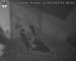 Capi_Dubne_20250421_014002.jpg