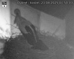 Capi_Dubne_20250421_015003.jpg