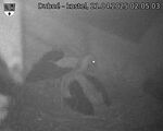 Capi_Dubne_20250421_020503.jpg