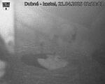 Capi_Dubne_20250421_022003.jpg