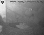 Capi_Dubne_20250421_023002.jpg