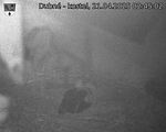 Capi_Dubne_20250421_024502.jpg