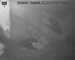 Capi_Dubne_20250421_025002.jpg