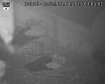 Capi_Dubne_20250421_030502.jpg