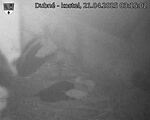 Capi_Dubne_20250421_031502.jpg