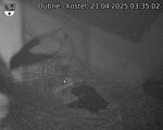 Capi_Dubne_20250421_033502.jpg