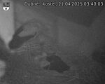 Capi_Dubne_20250421_034003.jpg
