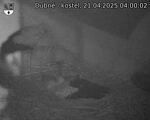 Capi_Dubne_20250421_040002.jpg