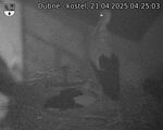 Capi_Dubne_20250421_042503.jpg