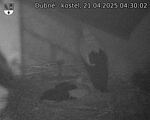 Capi_Dubne_20250421_043002.jpg