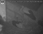Capi_Dubne_20250421_044003.jpg