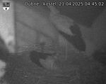 Capi_Dubne_20250421_044502.jpg