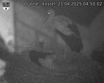 Capi_Dubne_20250421_045002.jpg