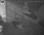 Capi_Dubne_20250421_045503.jpg