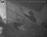 Capi_Dubne_20250421_050502.jpg