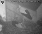 Capi_Dubne_20250421_052002.jpg