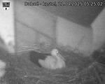 Capi_Dubne_20250421_052502.jpg