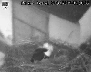 Capi_Dubne_20250421_053003.jpg (1350 x 1080)
