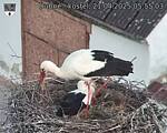 Capi_Dubne_20250421_055503.jpg