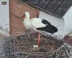 Capi_Dubne_20250421_061502.jpg