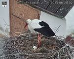 Capi_Dubne_20250421_062002.jpg