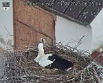 Capi_Dubne_20250421_062504.jpg