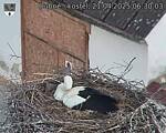 Capi_Dubne_20250421_063003.jpg