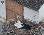 Capi_Dubne_20250421_063504.jpg