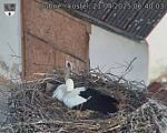 Capi_Dubne_20250421_064003.jpg