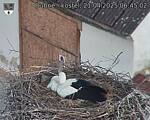 Capi_Dubne_20250421_064502.jpg