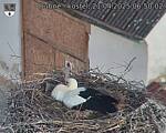 Capi_Dubne_20250421_065002.jpg