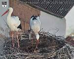 Capi_Dubne_20250421_065503.jpg