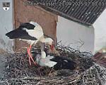 Capi_Dubne_20250421_070003.jpg