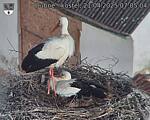 Capi_Dubne_20250421_070504.jpg