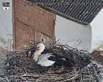 Capi_Dubne_20250421_071504.jpg