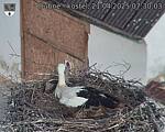 Capi_Dubne_20250421_073003.jpg