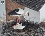 Capi_Dubne_20250421_073504.jpg