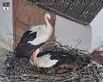 Capi_Dubne_20250421_074003.jpg