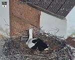 Capi_Dubne_20250421_081003.jpg