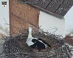 Capi_Dubne_20250421_083003.jpg