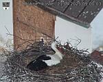 Capi_Dubne_20250421_090003.jpg