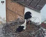 Capi_Dubne_20250421_092503.jpg