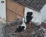 Capi_Dubne_20250421_093503.jpg