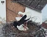Capi_Dubne_20250421_095003.jpg