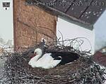 Capi_Dubne_20250421_100003.jpg