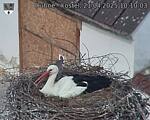 Capi_Dubne_20250421_101003.jpg