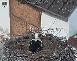 Capi_Dubne_20250421_101503.jpg
