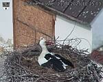 Capi_Dubne_20250421_102503.jpg