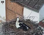 Capi_Dubne_20250421_103003.jpg